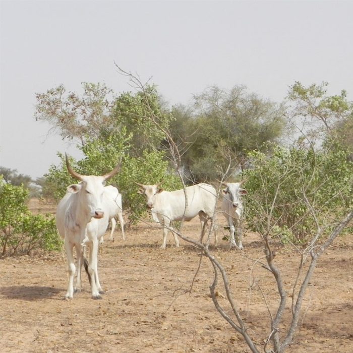 Supporting CGIAR Research Program at world-first digital conference