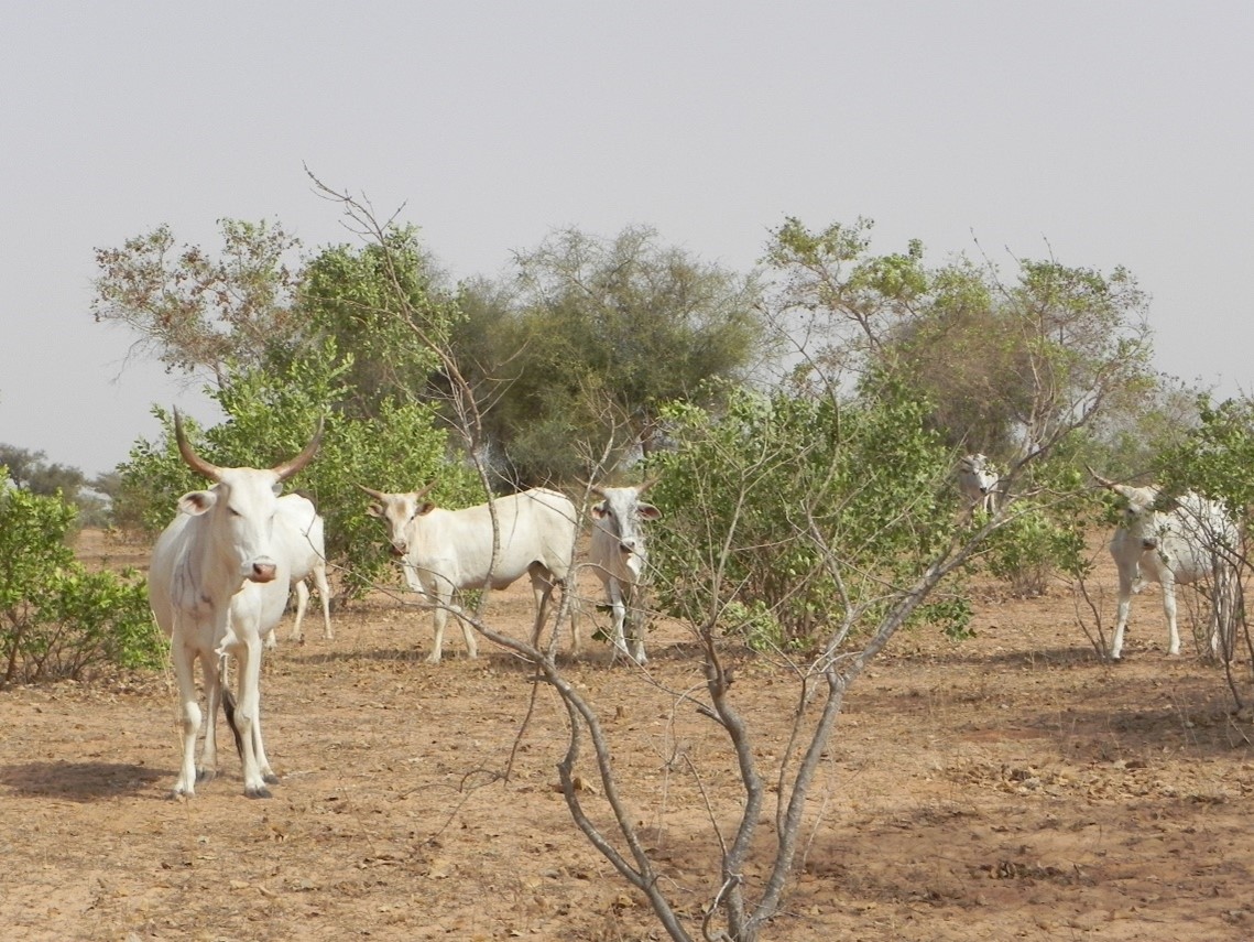 Supporting CGIAR Research Program at world-first digital conference